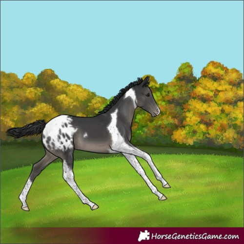 Horse Color:Black Tobiano Varnish