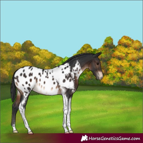 Horse Color:Brown Tobiano Appaloosa Rabicano