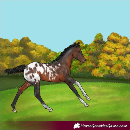 Horse Color:Brown Tobiano Appaloosa Rabicano