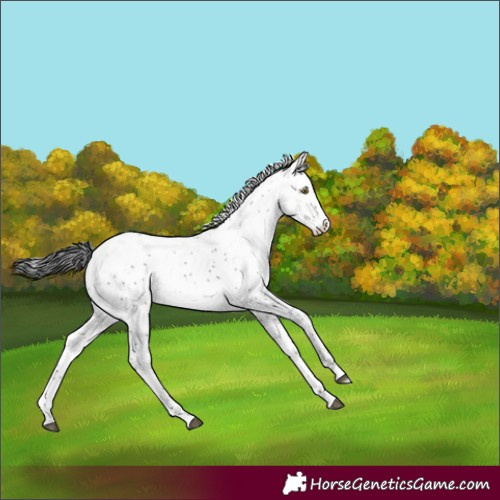 Horse Color:Brown Sabino