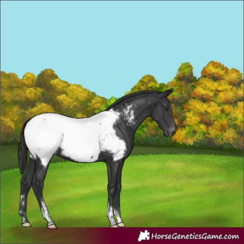 Horse Color:Black Tobiano Appaloosa Rabicano 