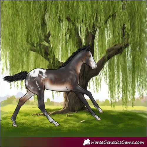 Horse Color:Brown Sabino Tobiano Appaloosa Rabicano 