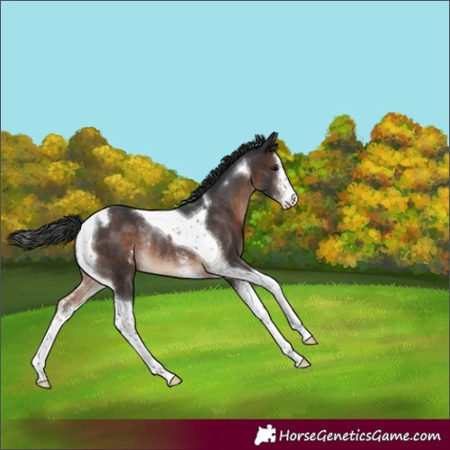 Horse Color:Brown Sabino Tobiano Varnish Rabicano
