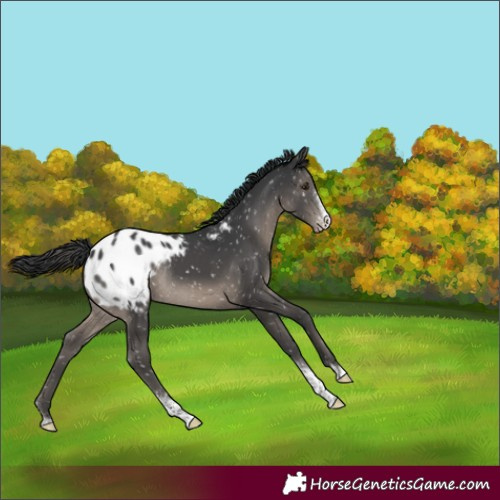 Horse Color:Black Sabino Snowflake Varnish Rabicano 
