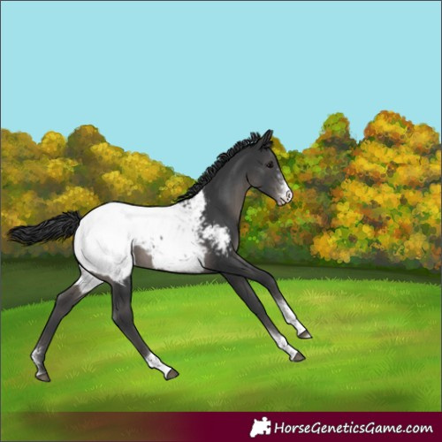 Horse Color:Black Sabino Tobiano Appaloosa Rabicano