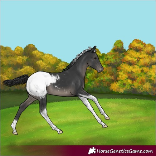Horse Color:Black Tobiano Snowcap