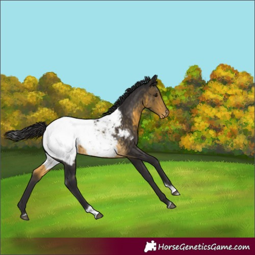 Horse Color:Buckskin Tobiano Appaloosa Rabicano