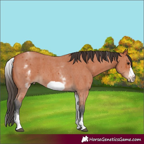 Horse Color:White Spotted Bay Sabino Frame 