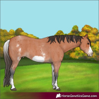 Horse Color:White Spotted Bay Sabino Frame