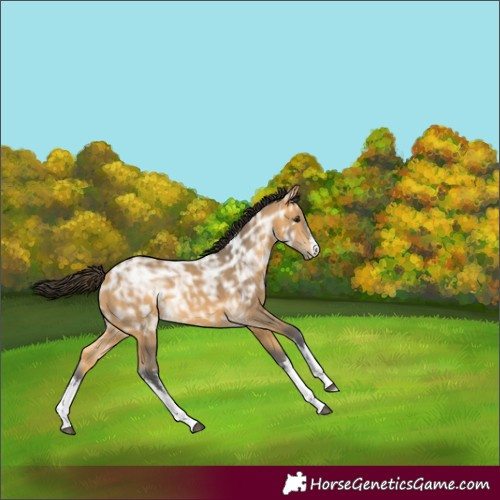 Horse Color:White Spotted Buckskin Ice 