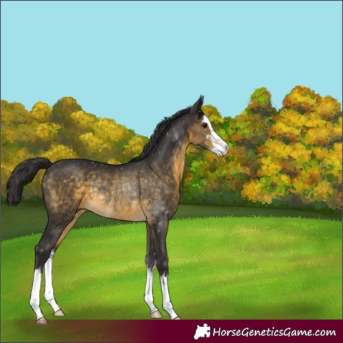 Horse Color:White Spotted Buckskin Rabicano