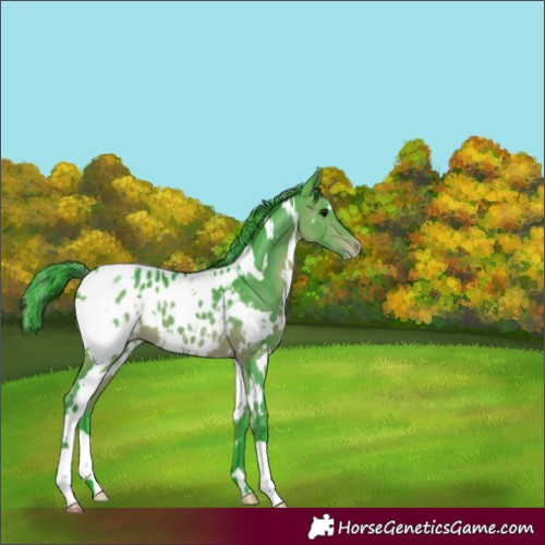 Horse Color:Watercolor White Spotted Bay Appaloosa