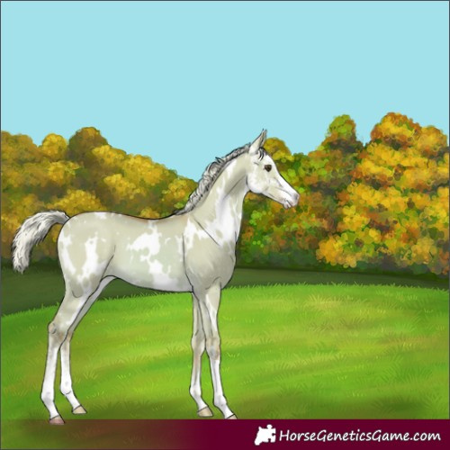 Horse Color:Watercolor White Spotted Palomino Dun Sabino 