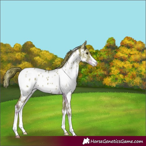 Horse Color:Watercolor White Spotted Liver Chestnut Sabino Appaloosa