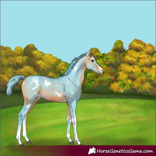 Horse Color:Watercolor White Spotted Buckskin Rabicano 