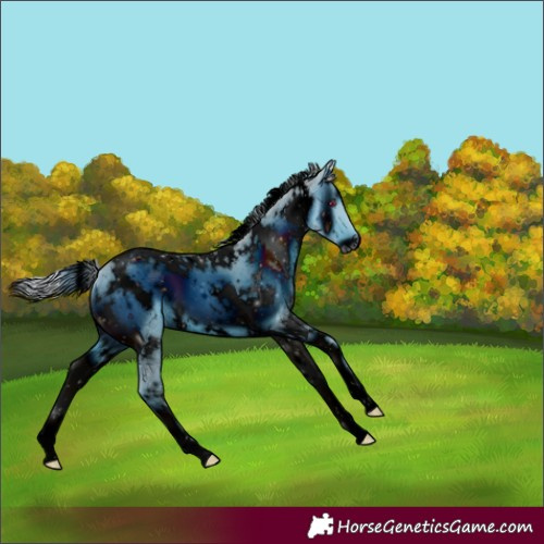 Horse Color:ERROR: UNKNOWN ANOMALY