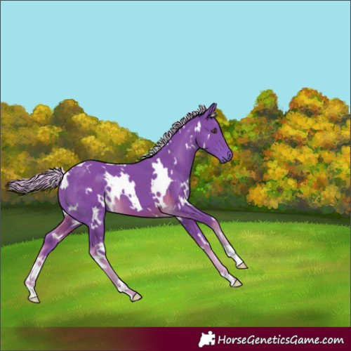 Horse Color:Watercolor White Spotted Chocolate Palomino
