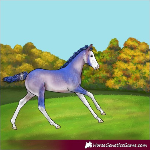 Horse Color:Watercolor White Spotted Buckskin Onyx 