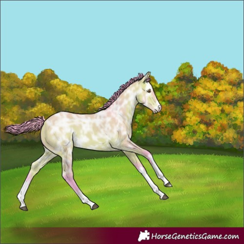 Horse Color:Watercolor White Spotted Buckskin Ice Rabicano 