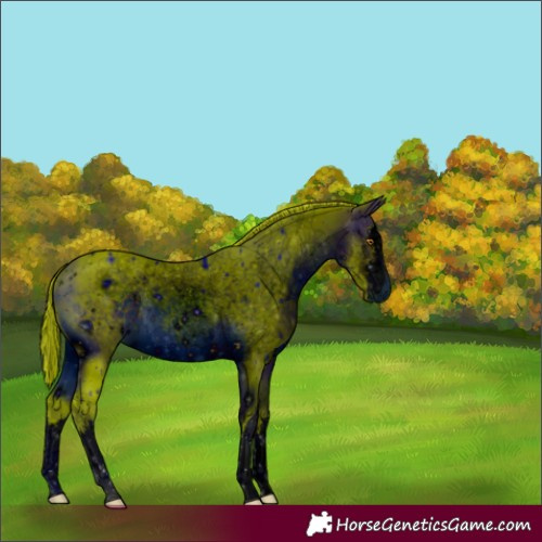 Horse Color:ERROR: UNKNOWN ANOMALY
