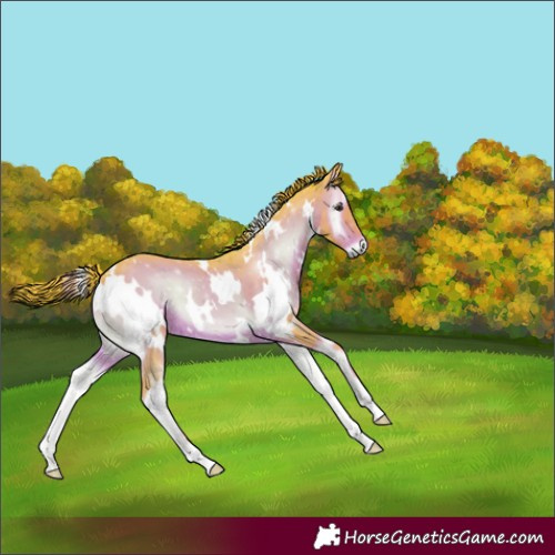 Horse Color:Watercolor White Spotted Liver Red Onyx