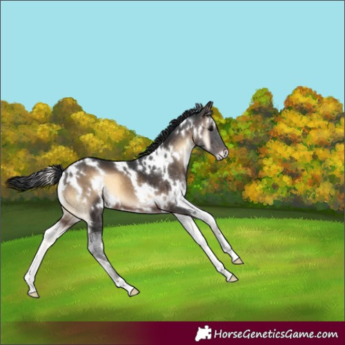 Horse Color:White Spotted Brown Onyx 