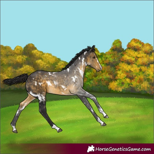 Horse Color:White Spotted Buckskin