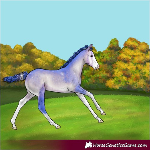 Horse Color:Watercolor White Spotted Buckskin Onyx 