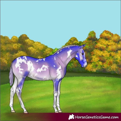 Horse Color:Watercolor White Spotted Chocolate Palomino Onyx