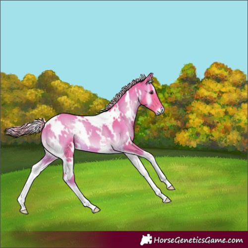 Horse Color:Watercolor White Spotted Chocolate Palomino Onyx 