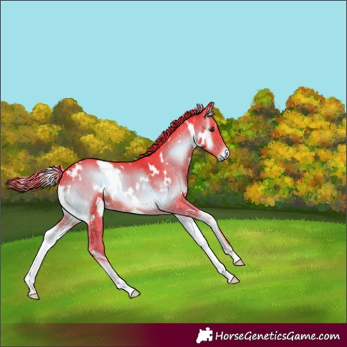 Horse Color:Watercolor White Spotted Liver Red Onyx 
