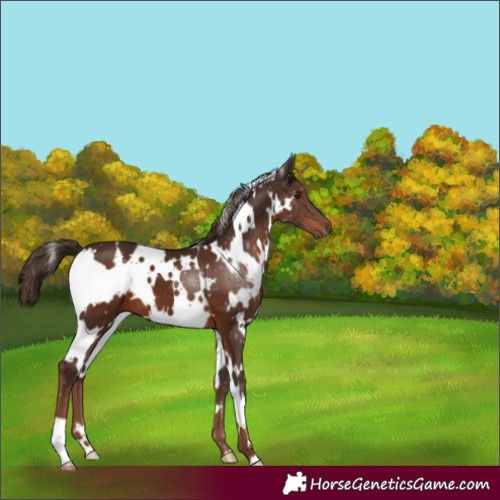 Horse Color:White Spotted Liver Chestnut