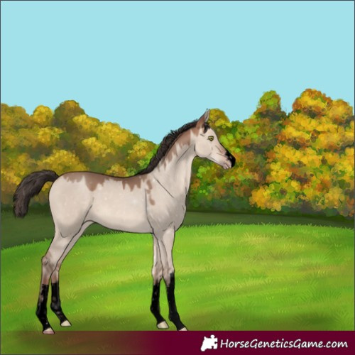 Horse Color:Void White Spotted Amber Champagne Dun 