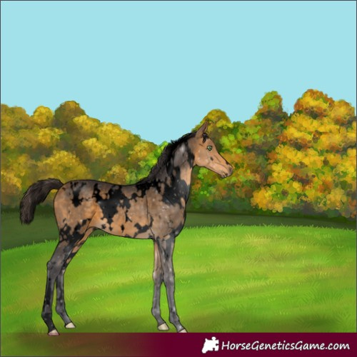 Horse Color:Void White Spotted Buckskin 