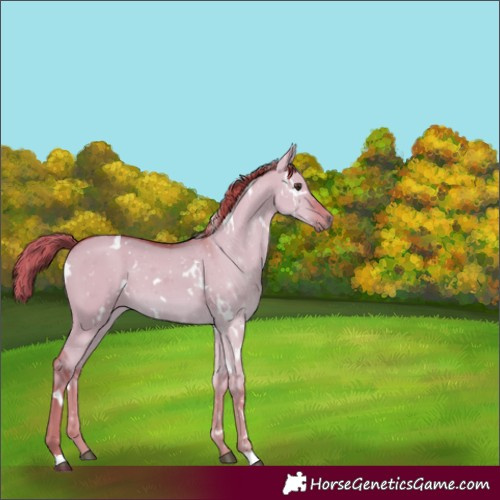 Horse Color:Watercolor White Spotted Red Dun 