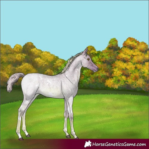 Horse Color:Watercolor White Spotted Chocolate Palomino Roan