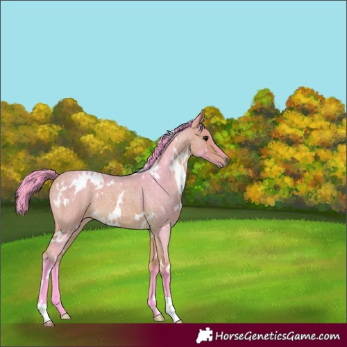 Horse Color:Watercolor White Spotted Buckskin Roan 