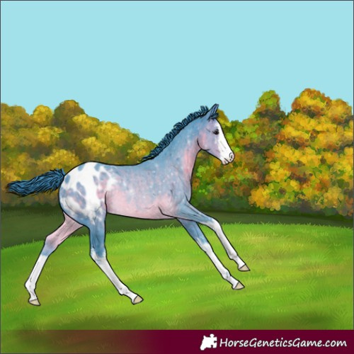 Horse Color:Watercolor White Spotted Buckskin Appaloosa Rabicano