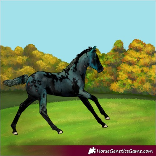 Horse Color:ERROR: UNKNOWN ANOMALY