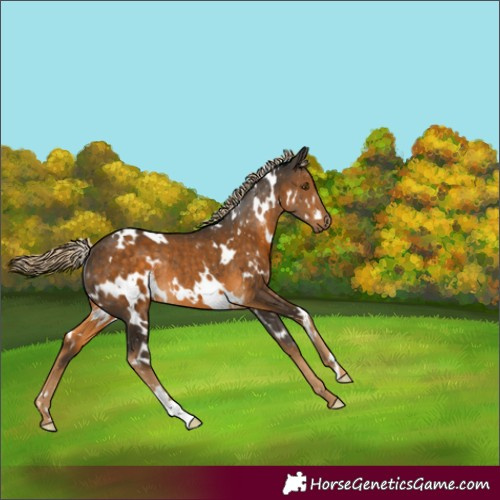 Horse Color:White Spotted Chocolate Palomino Rabicano 