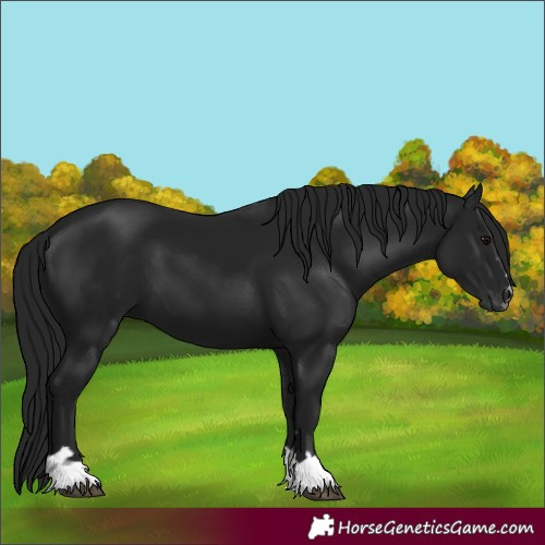 Horse Color:Gray Black 