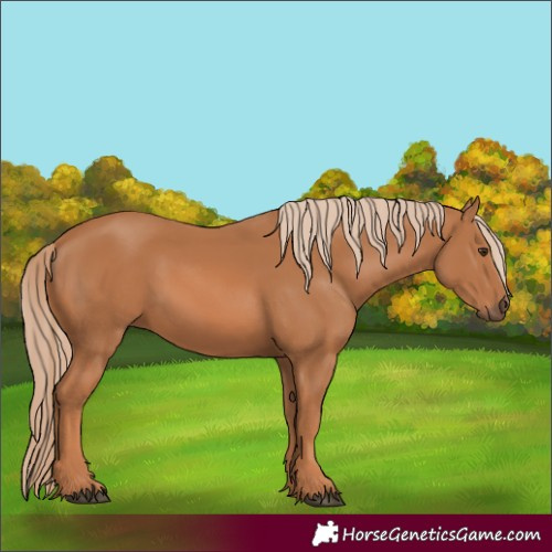Horse Color:Chestnut 