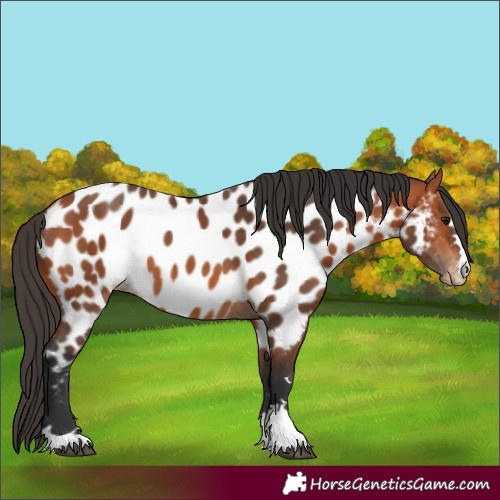 Horse Color:Bay Appaloosa 