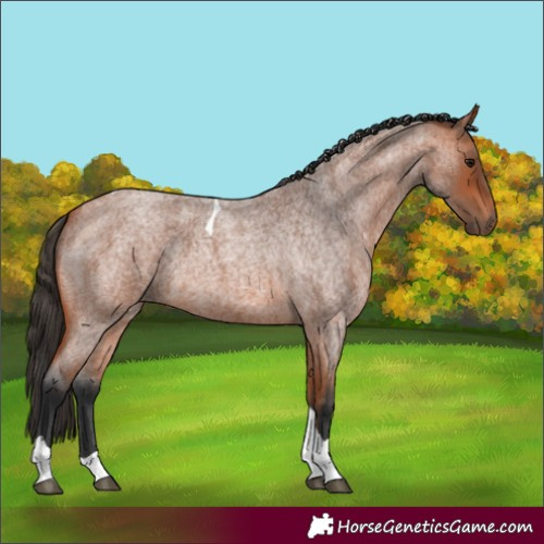 Horse Color:Bay Roan Tobiano 