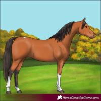 Horse Color:Bay Tobiano 