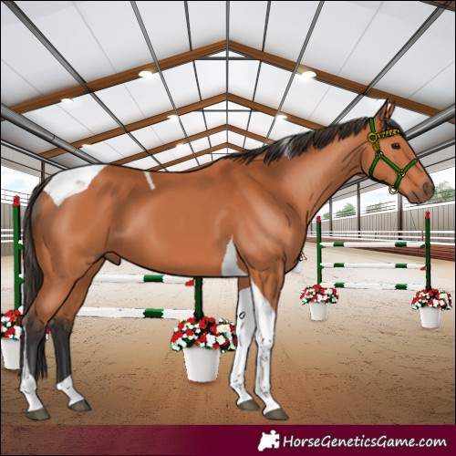 Horse Color:Bay Tobiano 