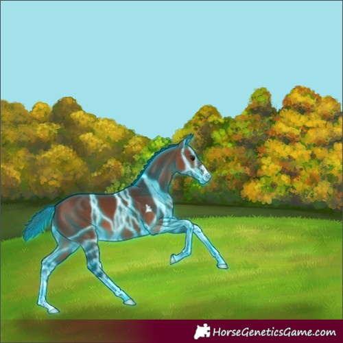 Horse Color:Thunderstruck Bay