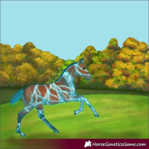 Horse Color:Thunderstruck Bay