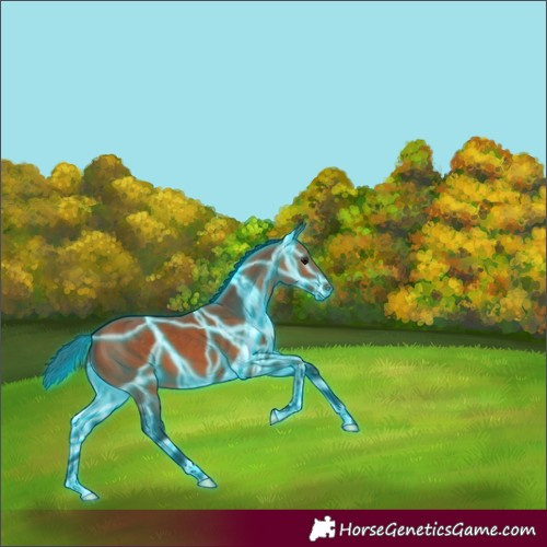 Horse Color:Thunderstruck Bay 