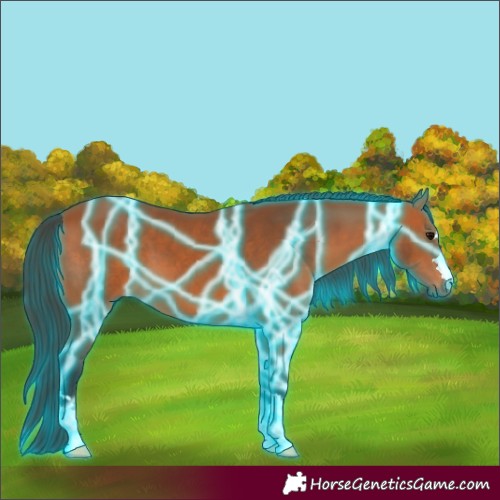 Horse Color:Thunderstruck Bay 